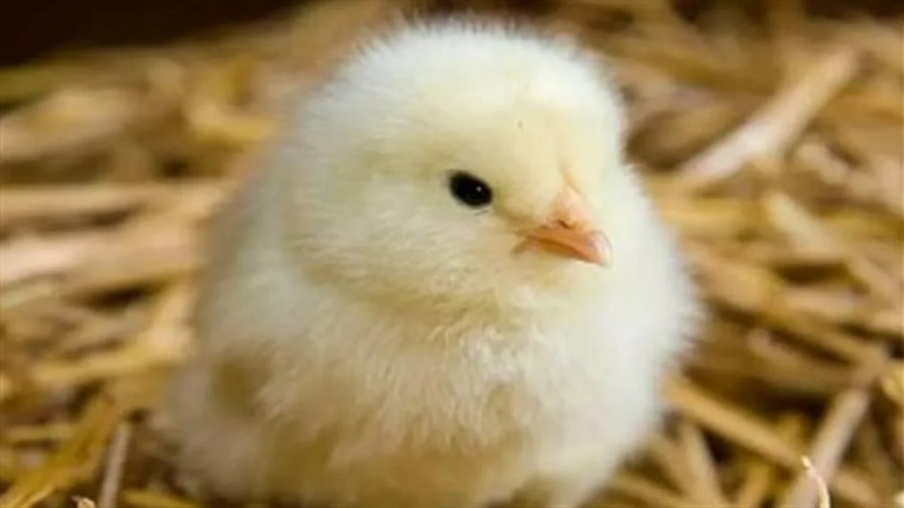 تغيرات الأسواق.. سعر الكتكوت الأبيض يسجل 27 جنيهاً في المعاملات التجارية بمصر